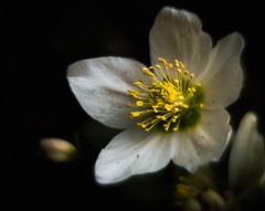 Christrosenblüte 1