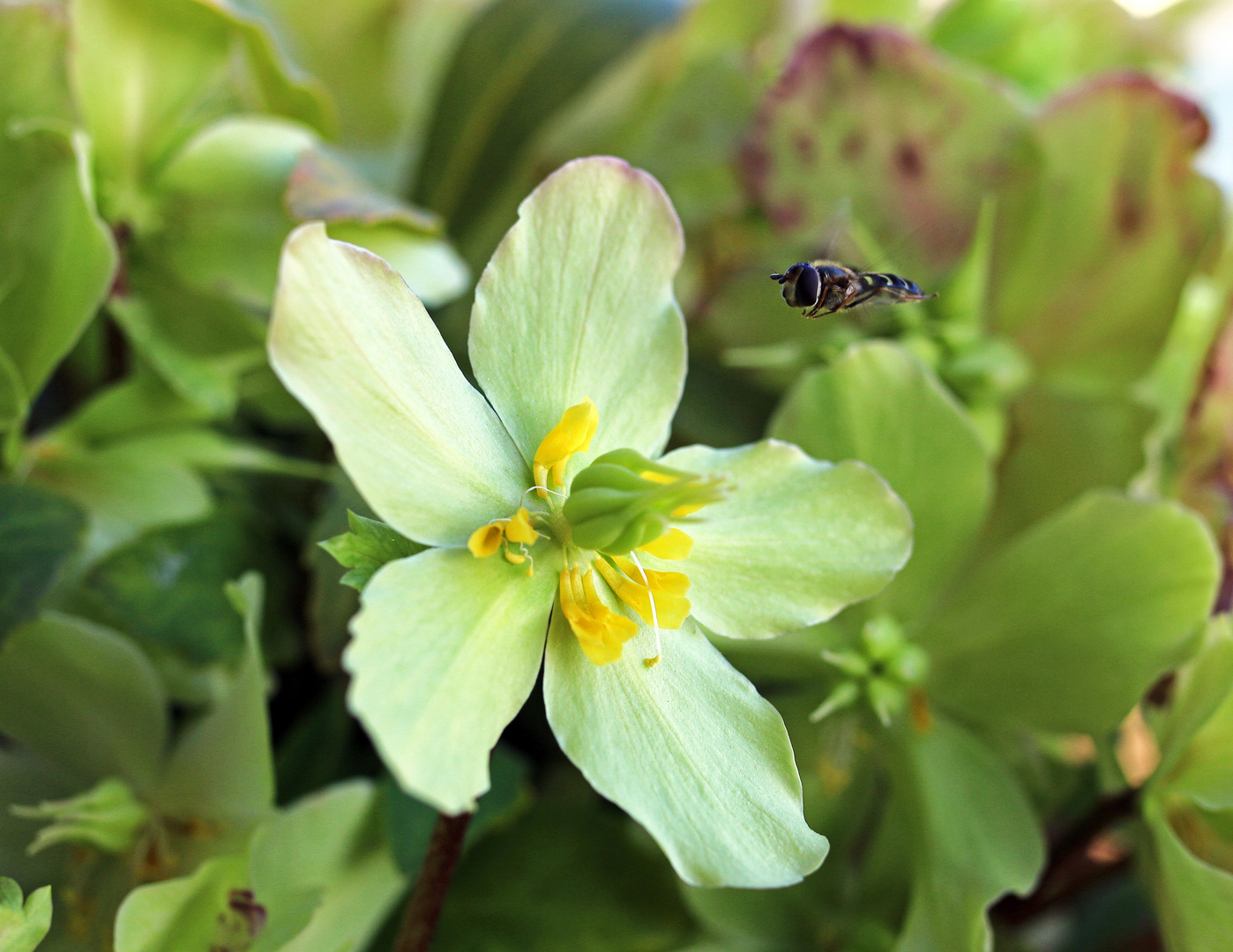 Christrosenblüte