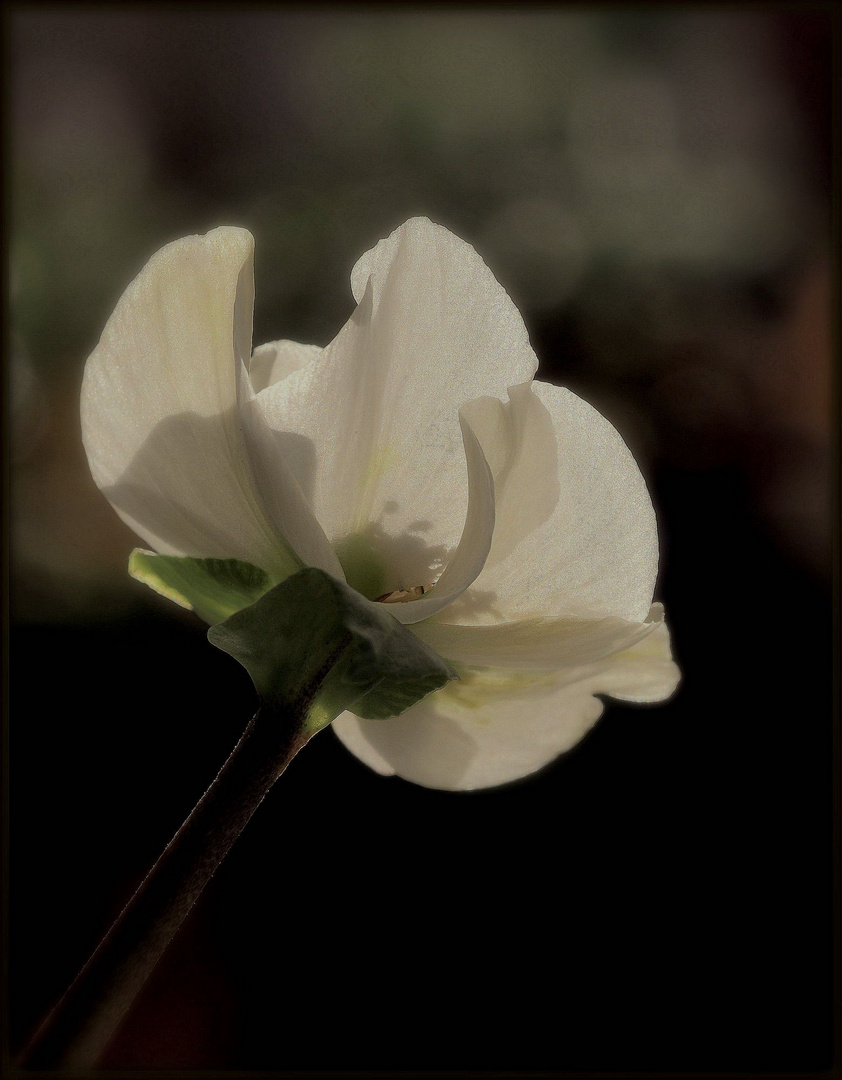 Christrosenblüte