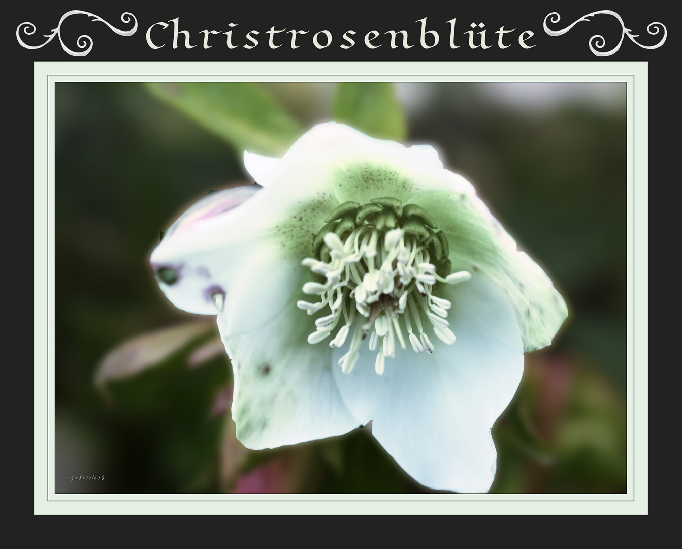 Christrosenblüte