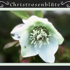 Christrosenblüte