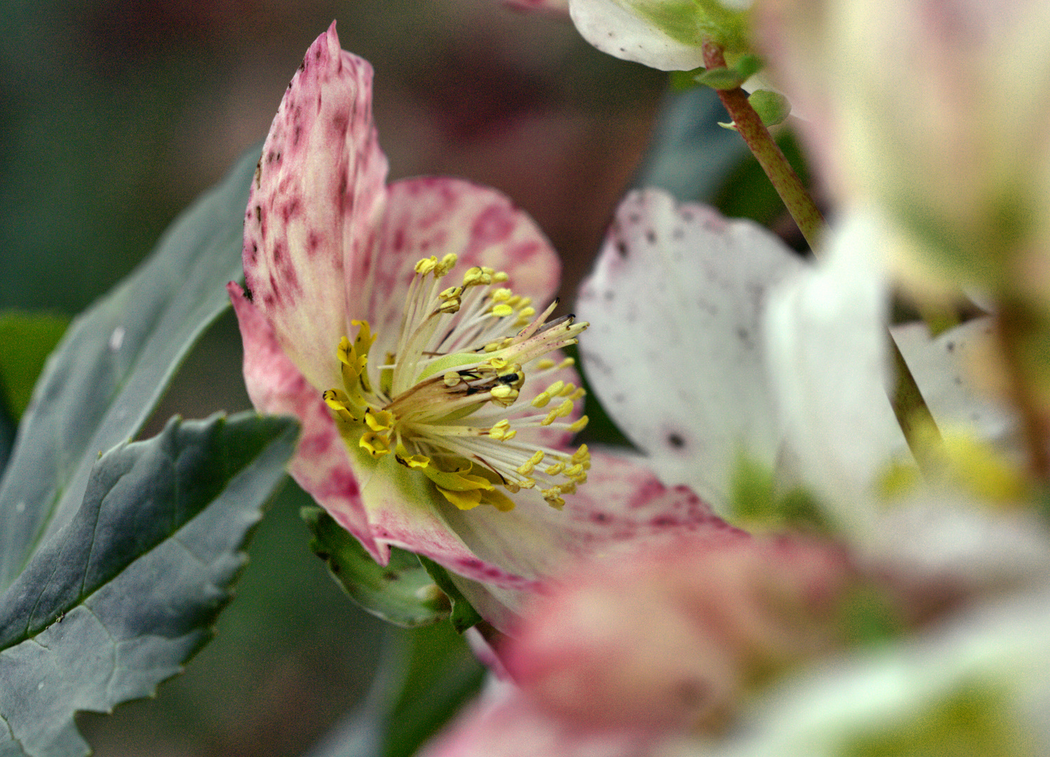 Christrosenblüte