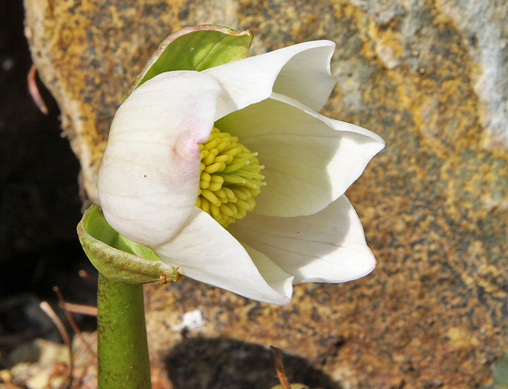 Christrosenblüte- Heleborus niger