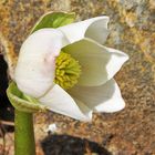 Christrosenblüte- Heleborus niger