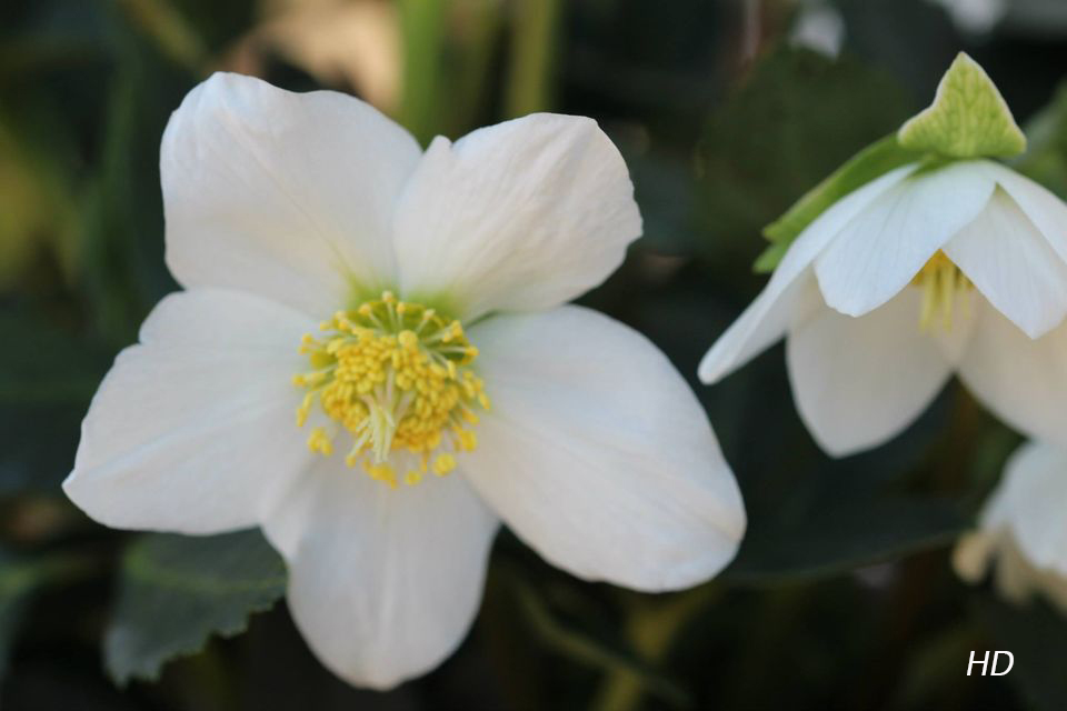 Christrosenblüte (Helleborus niger)