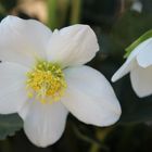 Christrosenblüte im Garten