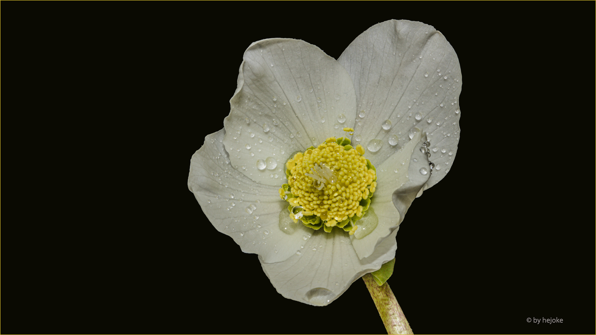 Christrosenblüte oder Helleborus