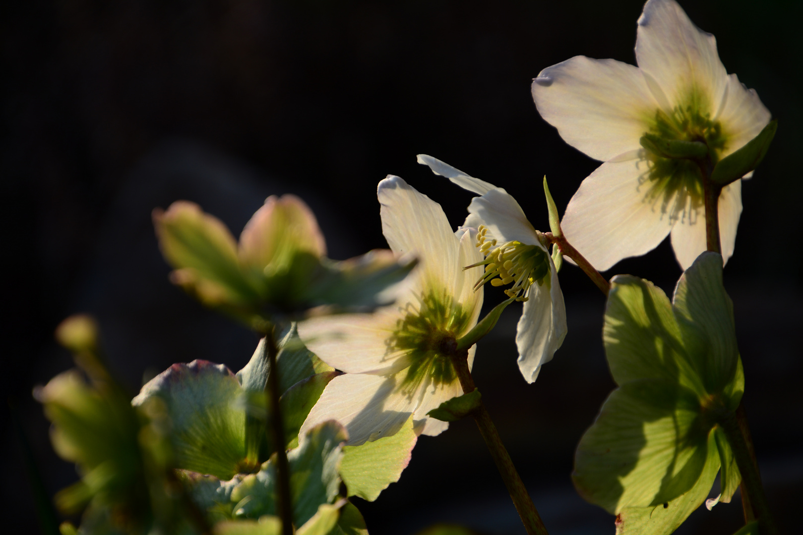 Christrosenblüten