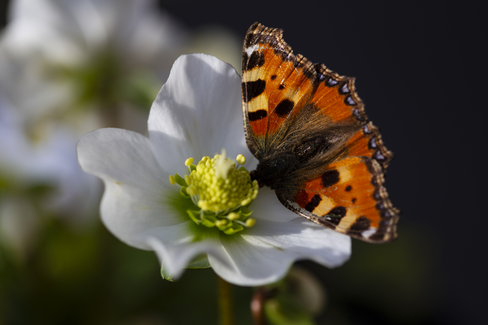 Christrose_Schmetterling