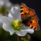 Christrose_Schmetterling