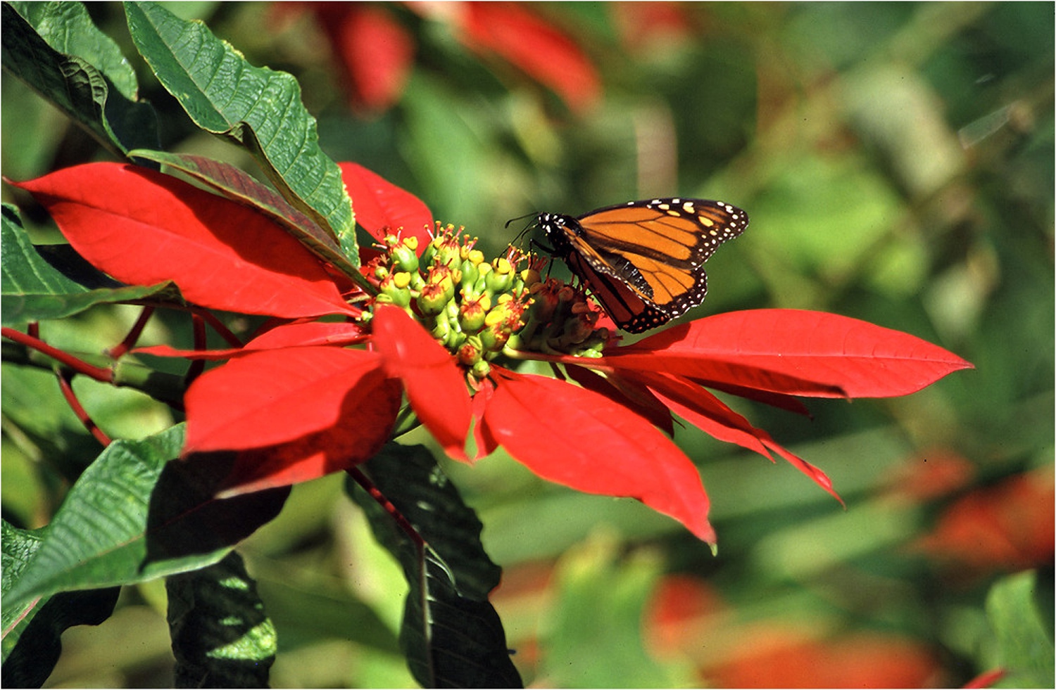 Christstern mit Monarch