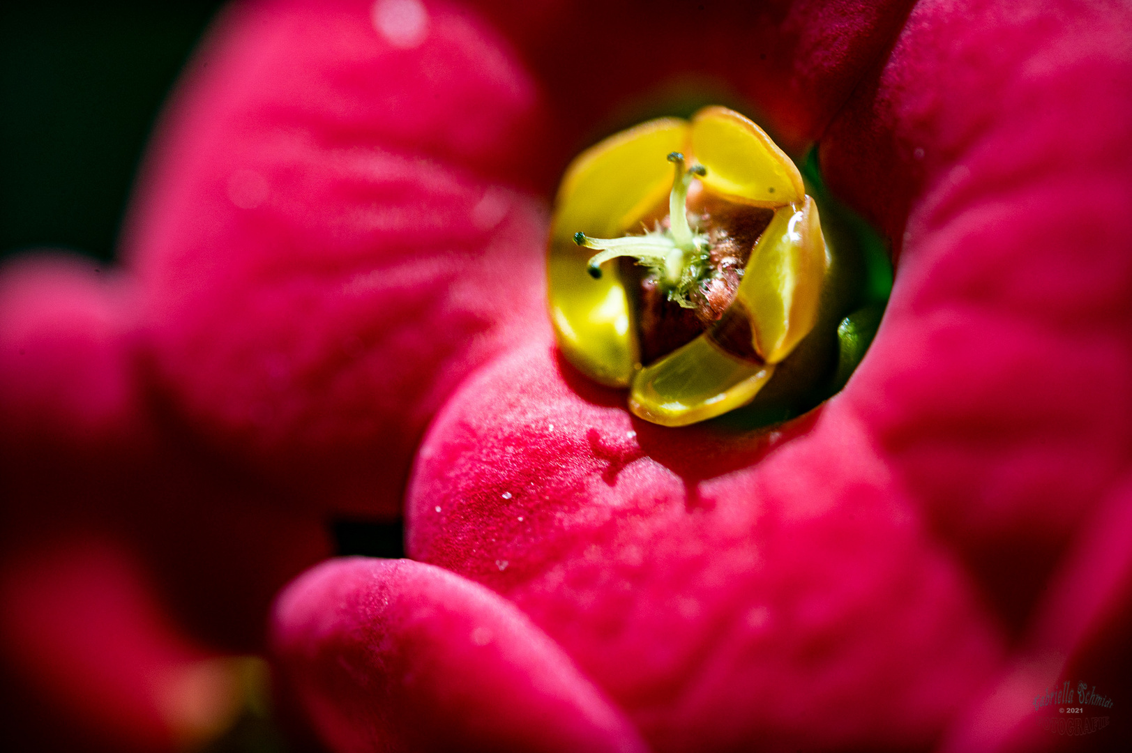 Christusdorn Blüte (Euphorbia milii)