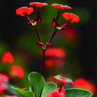 Christusdorn (Euphorbia)