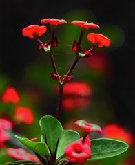 Christusdorn (Euphorbia)