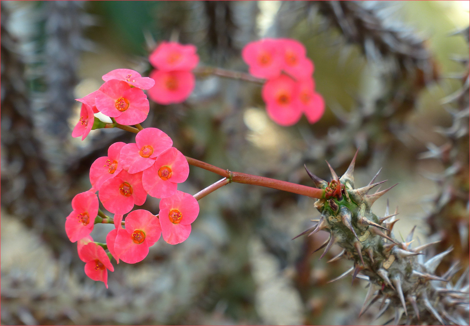 Christusdorn (Euphorbia milii)