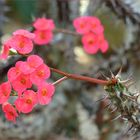 Christusdorn (Euphorbia milii)