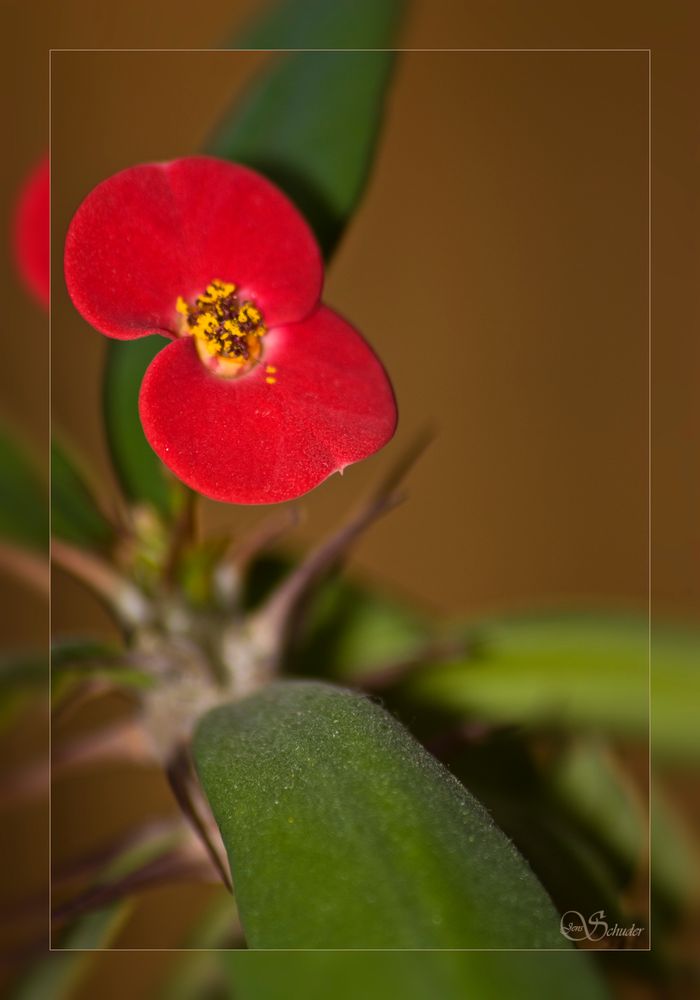 Christusdorn ( Euphorbia milii )