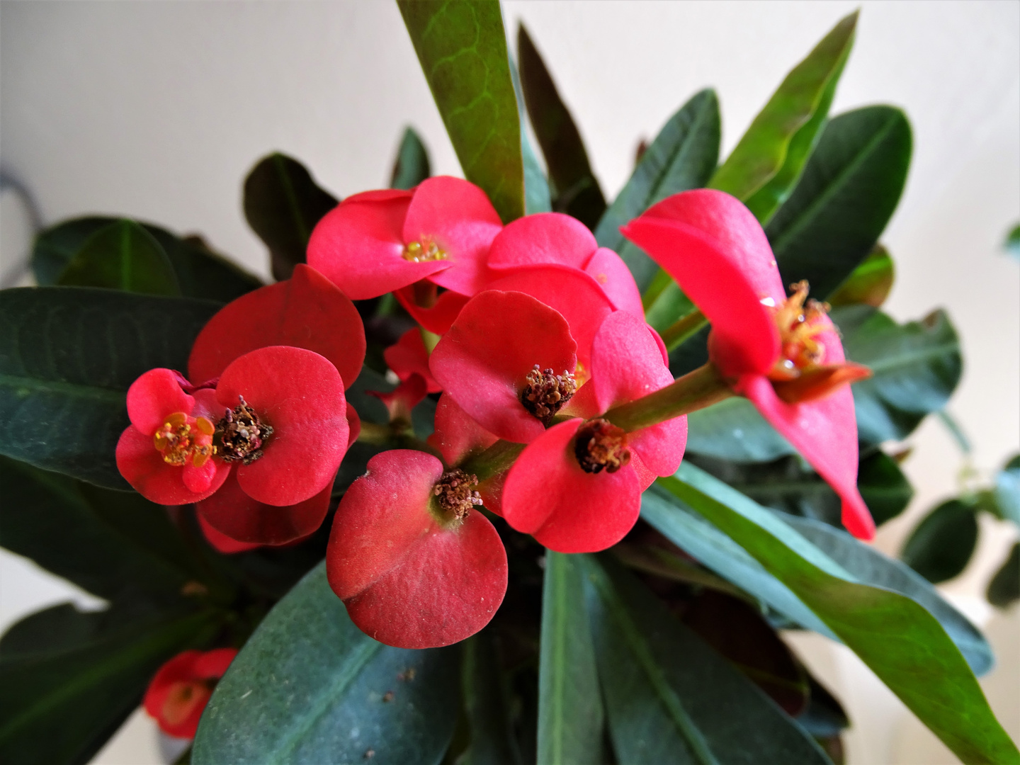 Christusdorn ( Euphorbia milii) für Euch als Mittwochsblümchen