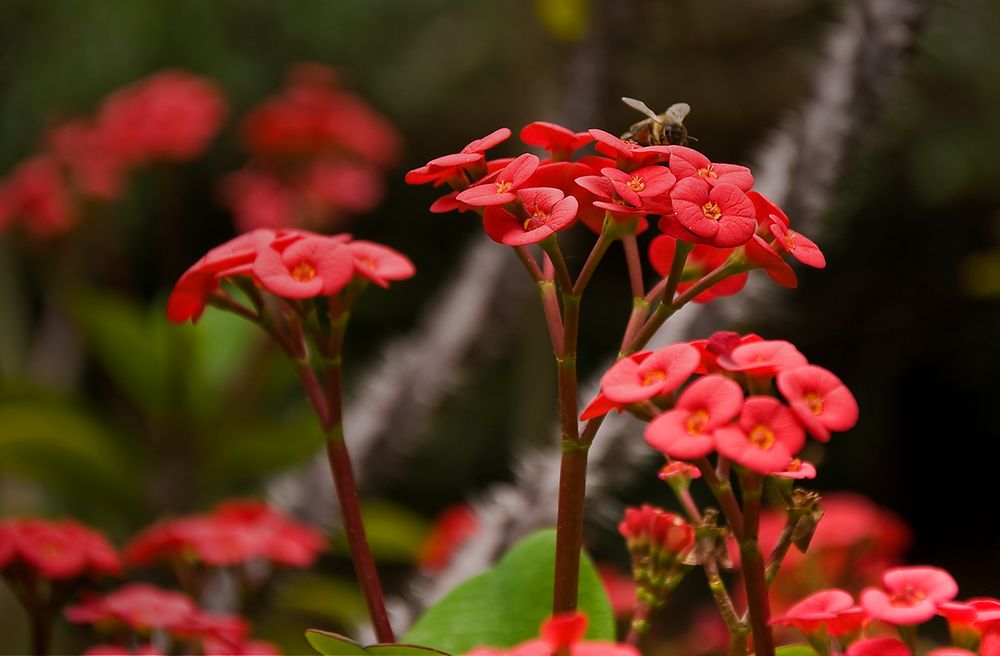 Christusdorn (Euphorbia) mit Besucher