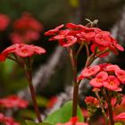 Christusdorn (Euphorbia) mit Besucher