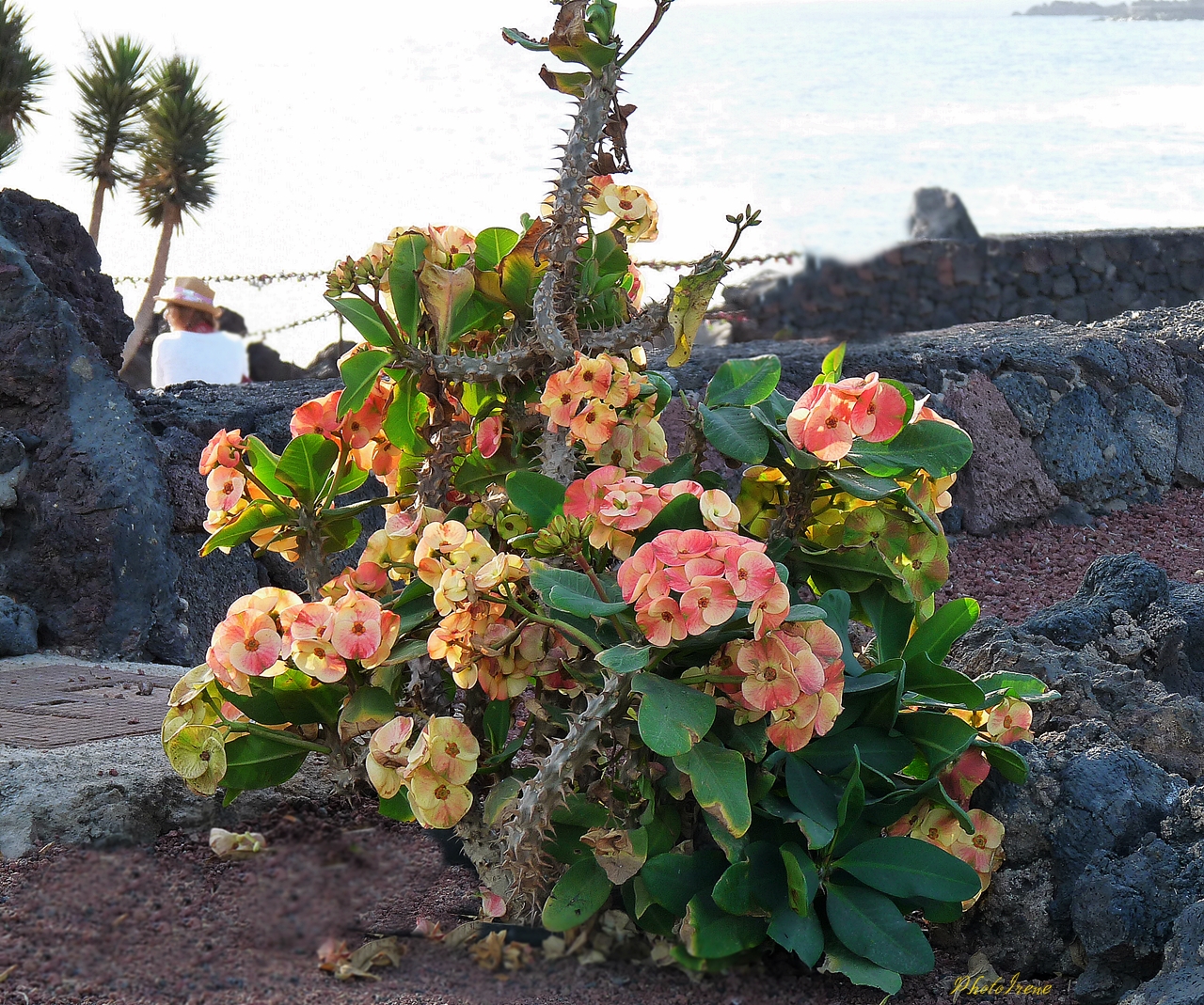 Christusdorn in Arrecife auf Lanzarote