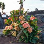 Christusdorn in Arrecife auf Lanzarote