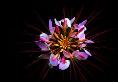 Chromatic Fantasia - 2