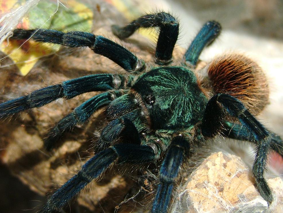 Chromatopelma