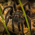 Chromatopelma cyaneopubescens