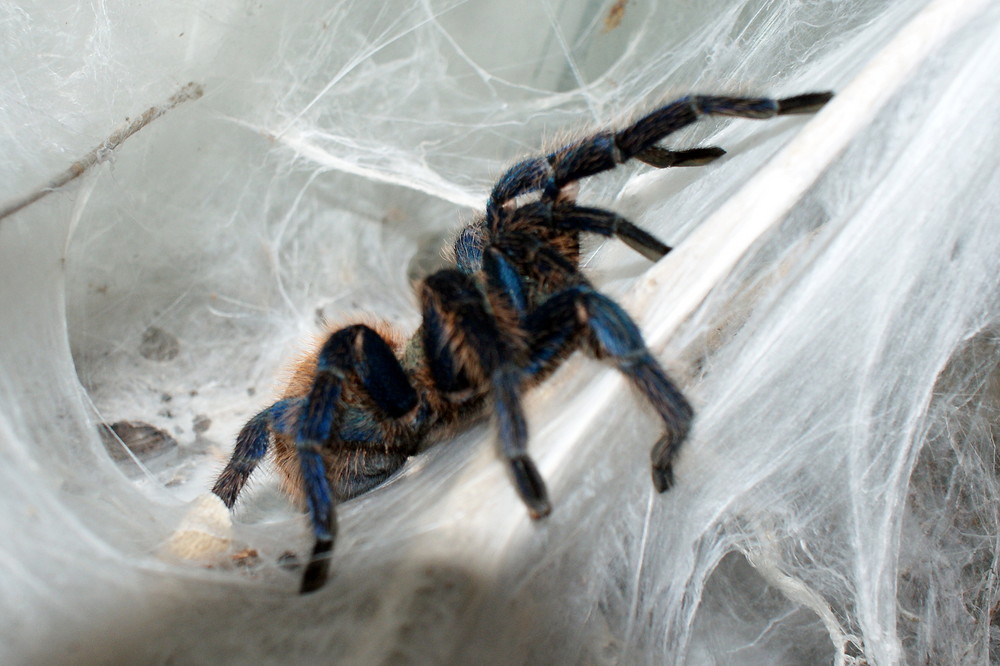 Chromatopelma cyaneopubescens