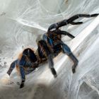 Chromatopelma cyaneopubescens