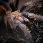 Chromatopelma cyaneopubescens