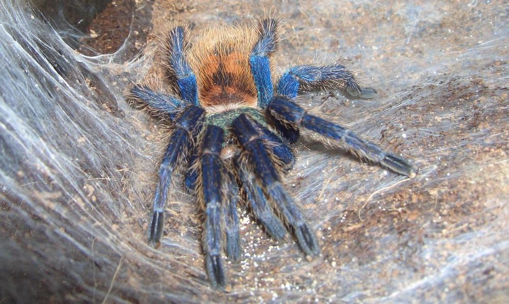 Chromatopelma Cyaneopubescens