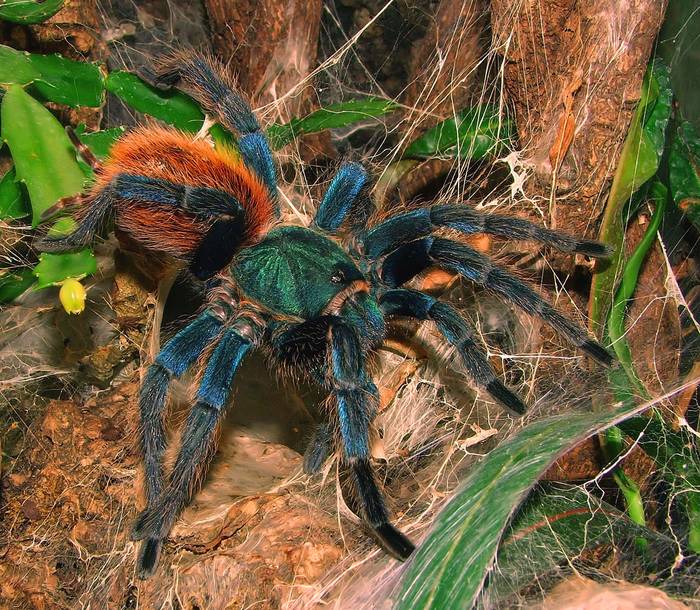 Chromatopelma cyaneopubescens