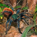 Chromatopelma cyaneopubescens