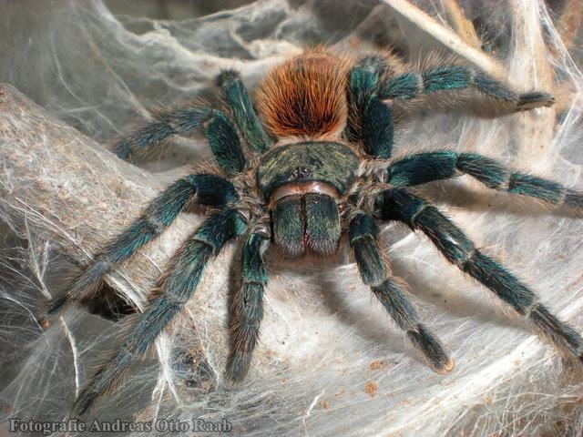 Chromatopelma cyaneopubescens