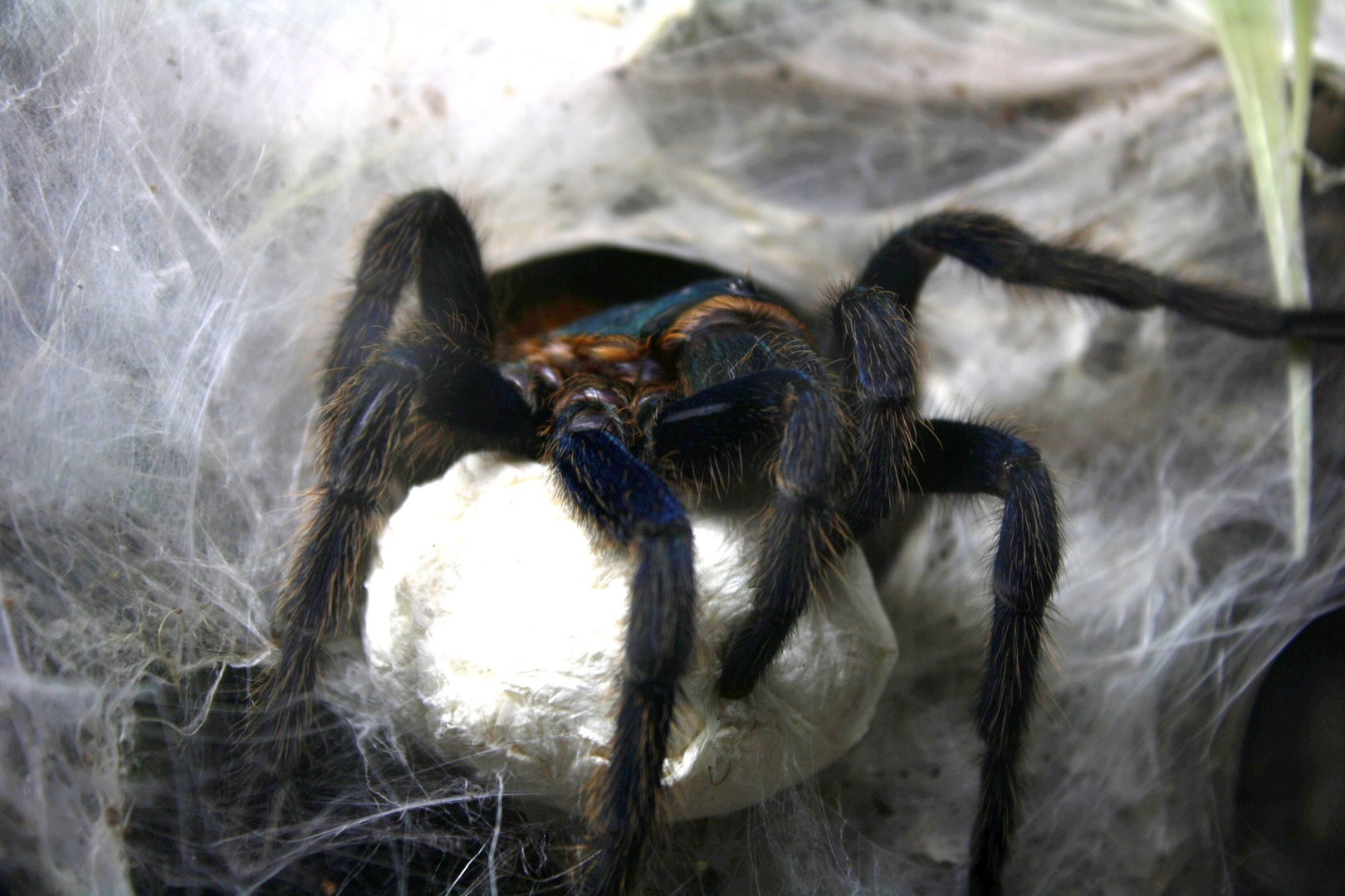 Chromatopelma cyaneopubescens