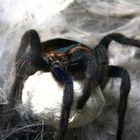 Chromatopelma cyaneopubescens