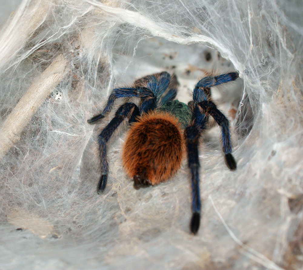 Chromatopelma cyaneopubescens