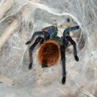 Chromatopelma cyaneopubescens