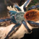 Chromatopelma cyaneopubescens II