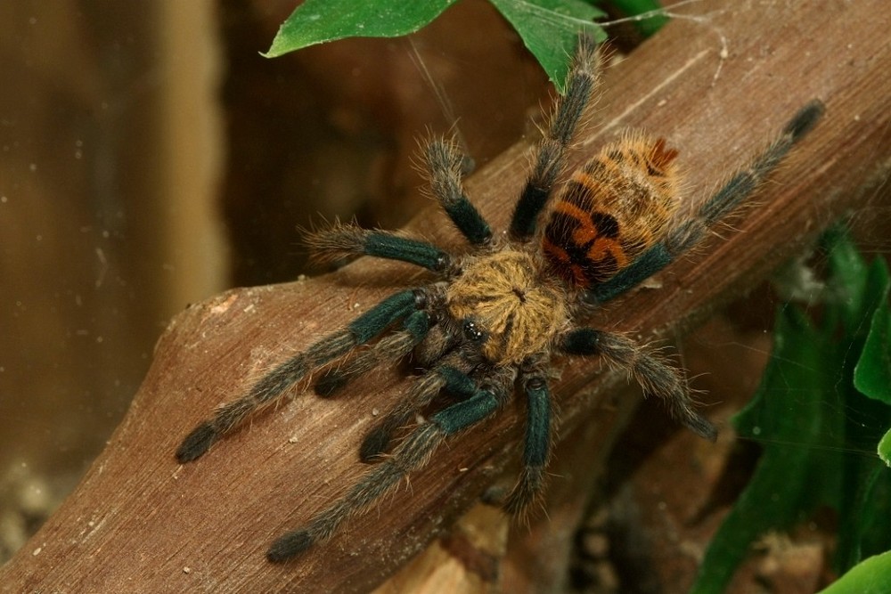 Chromatopelma cyaneopubescens Spiderling