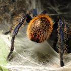 Chromatopelma cyaneopubescens - Spinnenwarzen