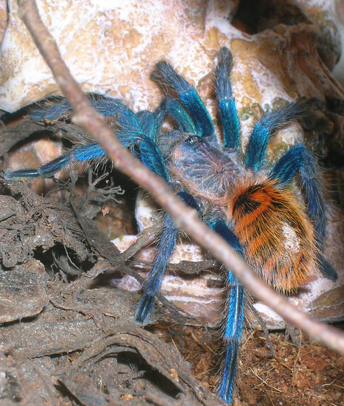 Chromatopelma cyanopubescens (Sling)