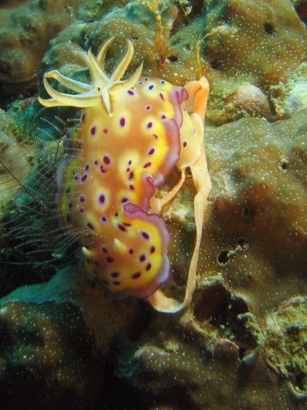 Chromdoris kuniei