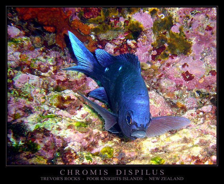 CHROMIS DISPILUS