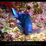 CHROMIS DISPILUS