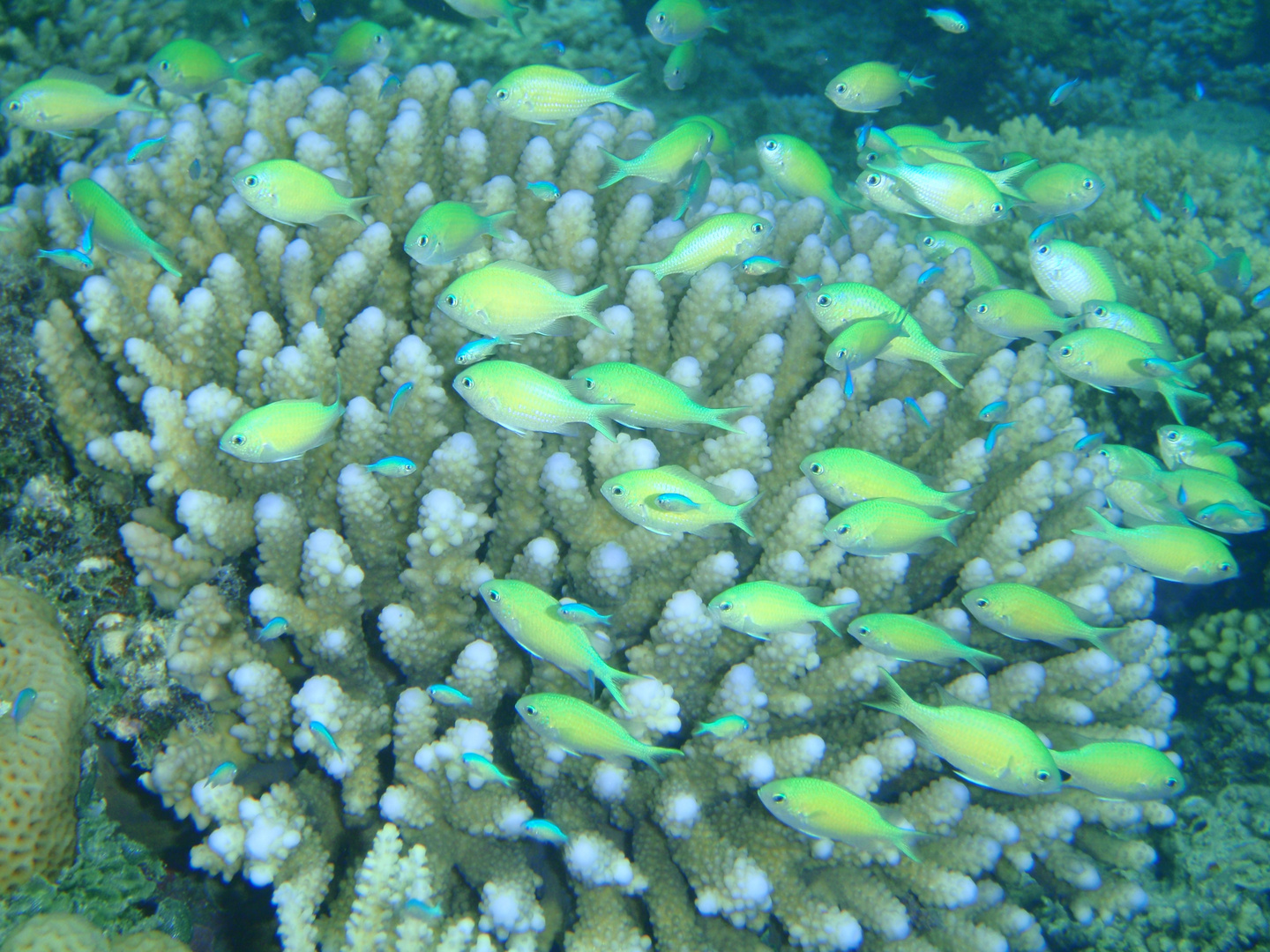 Chromis Viridis