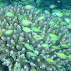 Chromis Viridis