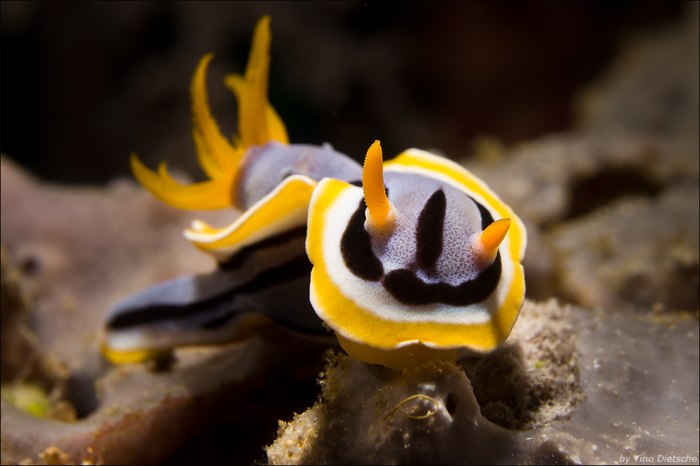 Chromodoris annae